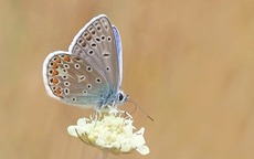 Những số cuối ngày sinh Âm lịch hé lộ bí mật về sự giàu có