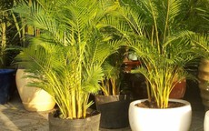 Xanh tốt quanh năm, loại cây phong thủy này mang tới sự sang trọng, hút tài lộc, được giới nhà giàu thích trồng trước cửa nhà