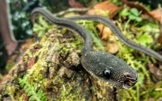 Loài rắn kỳ lạ hiếm khi vượt quá 60 cm, được người dân coi là "rồng sống": Có cách phòng vệ rất đặc biệt