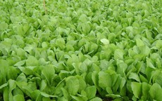 Rau cải xanh 'kỵ' gì, những người sau không nên ăn cải xanh
