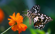 Số cuối ngày sinh Âm lịch tiết lộ vận mệnh 'sướng sau - giàu muộn'