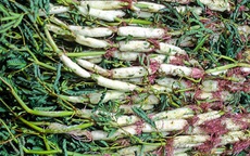 Để có một nồi lẩu gà lá giang tròn vị và giàu giá trị dinh dưỡng, hãy ăn cùng loại rau sau