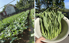 Giá rau đắt đỏ, nhiều gia đình Thủ đô chuyển hướng sang nguồn cung thực phẩm xanh 'bao sạch'