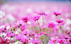 Giờ sinh Âm lịch của người nhân hậu, được quý nhân nâng đỡ suốt đời