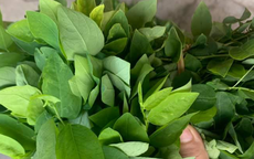 Loại rau được khuyên ăn thay đạm động vật, nhiều sắt hơn cả thịt bò