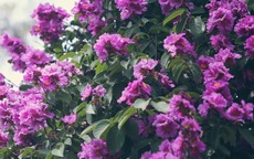 Những loại cây trồng cho bóng mát phù hợp với nhà biệt thự