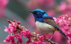 Tháng sinh Âm lịch của người có tuổi trẻ phải chịu nhiều thử thách nhưng hậu vận nhận trái ngọt