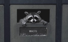 Gấu mèo thành phố đang tự thuần hóa và tiến hóa thành thú cưng!