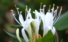 Hoa phong thủy của 12 cung hoàng đạo: Bí mật giúp cuộc sống may mắn, thịnh vượng