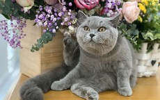 Mèo Anh lông ngắn – 'bé bánh bao' đang chiếm trái tim người trẻ Sài Gòn