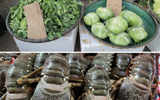 Sau mưa bão, tôm hùm Phú Yên tìm nơi giải cứu từ 180.000 đồng/kg, người dân ở Hà Nội 'đo đếm' từng cọng hành vì rau xanh đắt đỏ