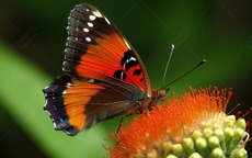 Tháng sinh Âm lịch của người có năng lực xuất chúng