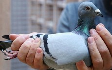 Choáng với bồ câu 35 tỷ: Đắt đỏ đến mức phải thuê vệ sĩ riêng bảo vệ