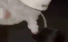 Phẫn nộ cảnh cô gái bị nhóm người bắt quỳ rồi chửi mắng, đánh liên tục