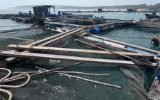 Hàng nghìn con cá nuôi trôi ra biển, ngư dân Phú Quý thiệt hại nhiều tỷ đồng