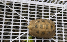 Rùa núi vàng quý hiếm bất ngờ đi lạc vào khuôn viên chùa