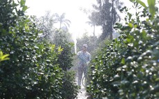 Bên trong làng trồng quất cảnh nổi tiếng ở Ninh Bình chuẩn bị phục vụ Tết Bính Ngọ