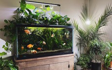 Vị trí tối kỵ không nên đặt bể cá phong thủy, tránh ảnh hưởng tới sức khỏe, vận khí của gia đình