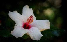 Số hưởng từ trong trứng: Sinh vào 5 ngày Âm lịch này cuộc đời an nhàn, bình yên