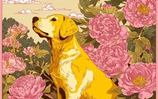 3 con giáp nữ sống quá cảm tính nên dễ bị lừa gạt