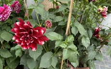 Thược dược thích hợp nhất trồng vào thu đông, làm ngay điều này để Tết đến có hoa nở rực rỡ