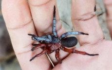 Các nhà khoa học tìm thấy một loài nhện nửa đực, nửa cái ở Thái Lan