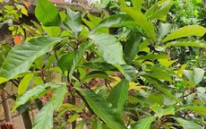 Trồng loại cây phong thủy này trước nhà, tiền tài đổ về như nước: Dễ sống, dễ chăm, hoa nở là có hỷ sự