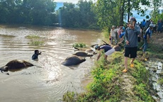 Đắk Lắk: 23 con trâu chết ngạt bên bờ suối do nước lên nhanh vì ảnh hưởng bão số 13