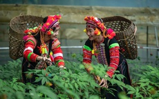 Sắp mở Ngày hội sản phẩm vùng cao 2025: Nông sản của đồng bào dân tộc thiểu số sẽ đến tận tay người tiêu dùng cả nước