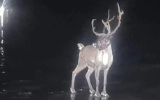 Kỳ lạ: Chú tuần lộc khiến cảnh sát cũng phải vào cuộc