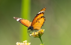 Nhìn số cuối ngày sinh Âm lịch là biết ai dễ làm nên nghiệp lớn