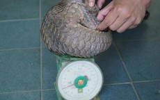 Phát hiện động vật cực quý hiếm tại khu vực chợ