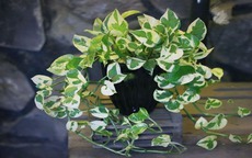 Cây trầu bà hợp những tuổi nào trong 12 con giáp