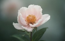 Sinh đúng những ngày Âm lịch này, vận may theo suốt đời