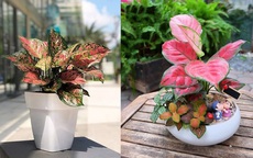 Top cây cảnh để bàn thờ chiêu tài lộc, may mắn cực tốt