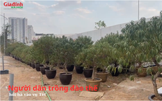 Người dân trồng đào thế hối hả vào vụ Tết Nguyên đán 