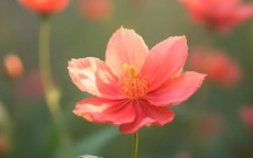 Khung giờ sinh Âm lịch mang mệnh Phượng hoàng: Sinh ra đã có quý khí, hậu vận nhiều may mắn