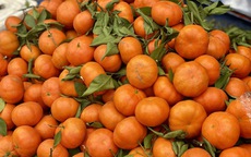 Tiểu thương chia sẻ về một loại cam đang bán tràn ngập thị trường, được người tiêu dùng không tiếc tiền mua