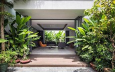 3 loại cây này dù rất đẹp nhưng không nên trồng trước nhà vì ảnh hưởng phong thủy và an toàn gia đình