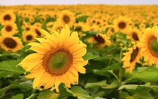 Từ cánh đồng hướng dương đến khát vọng phụng sự vì tầm vóc Việt của TH true MILK