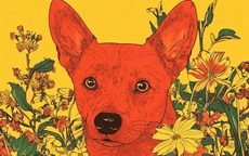 Tử vi 12 con giáp năm Bính Ngọ: Tổng quan vận mệnh tuổi Tuất 2026