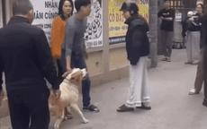 Hà Nội: Xôn xao cảnh thanh niên thả chó dữ vào đám đông khiến một phụ nữ bị cắn xé dã man