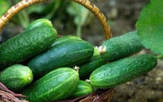 Không chỉ dưa chuột: Thực phẩm hạ đường huyết hiệu quả nhất lại là món quen trong bữa cơm Việt