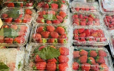 Dâu tây đầu mùa giá đắt ngang trái cây nhập khẩu vẫn được người tiêu dùng không tiếc tiền mua