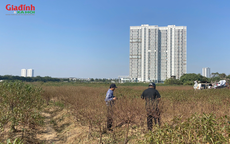 Canh đào nở đúng Tết, làng đào Hà Đông vào mùa cao điểm