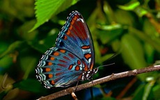 Ngày sinh Âm lịch của người đang có vận tài lộc nở rộ, sắp có khoản tiết kiệm lớn trong vài năm tới