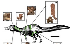 Thái Lan đào được sinh vật cổ đại kỳ lạ, có thể dài tới 8 m