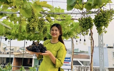 Cô gái Đồng Nai biến sân thượng thành khu vườn trĩu quả