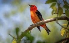 Bí mật số cuối ngày sinh Âm lịch: 4 con số được cho là hút tài lộc mạnh nhất