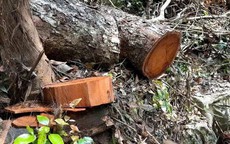 Vụ 'rỉ máu' ở Vườn Quốc gia Ba Bể: Hàng loạt cán bộ, tổ chức đảng bị kỷ luật